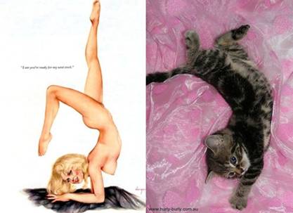 Op Tumblr blijft de pagina Cats that look ...