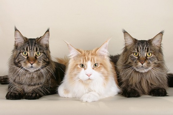 piepvandaag-drie-katten-op-een-rij.jpg